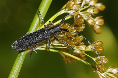 Agapanthia cardui